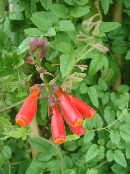 Eccremocarpus scaber fleur